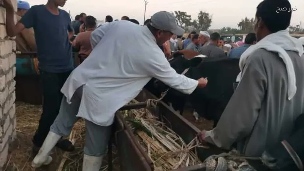 6.8 مليون جرعة تحصين ضد الحمى القلاعية وحمى الوادي المتصدع في مصر