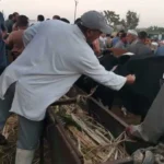 6.8 مليون جرعة تحصين ضد الحمى القلاعية وحمى الوادي المتصدع في مصر