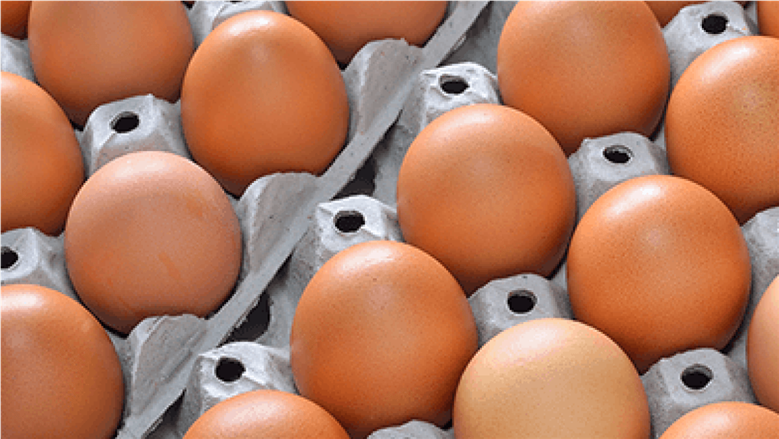 اسعار البيض اليوم