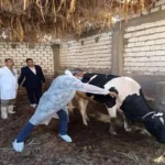 وزارة الزراعة تحصن 6.82 مليون رأس ماشية ضد الحمى القلاعية والوادي المتصدع