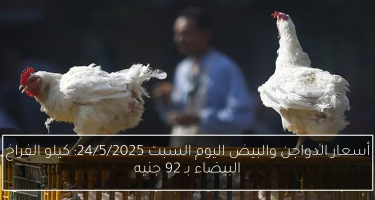 أسعار الدواجن والبيض اليوم السبت 24/5/2025: كيلو الفراخ البيضاء بـ 92 جنيه