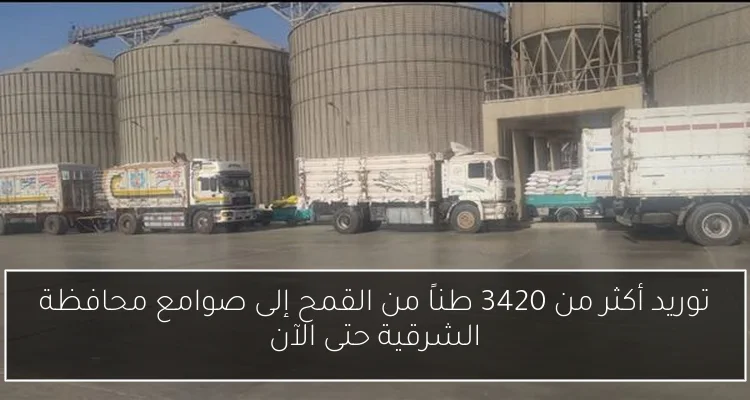 توريد أكثر من 3420 طناً من القمح إلى صوامع محافظة الشرقية حتى الآن