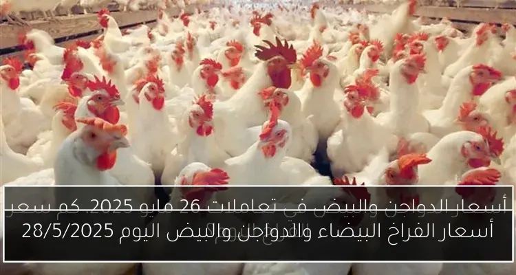 أسعار الفراخ البيضاء والدواجن والبيض اليوم 28/5/2025