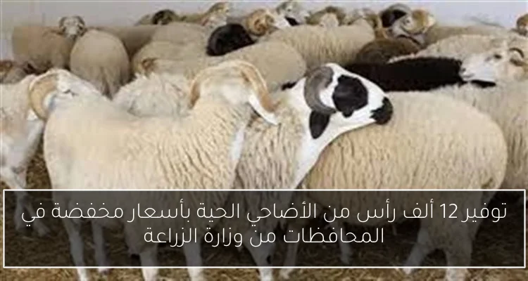 توفير 12 ألف رأس من الأضاحي الحية بأسعار مخفضة في المحافظات من وزارة الزراعة