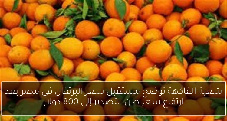 شعبة الفاكهة توضح مستقبل سعر البرتقال في مصر بعد ارتفاع سعر طن التصدير إلى 800 دولار