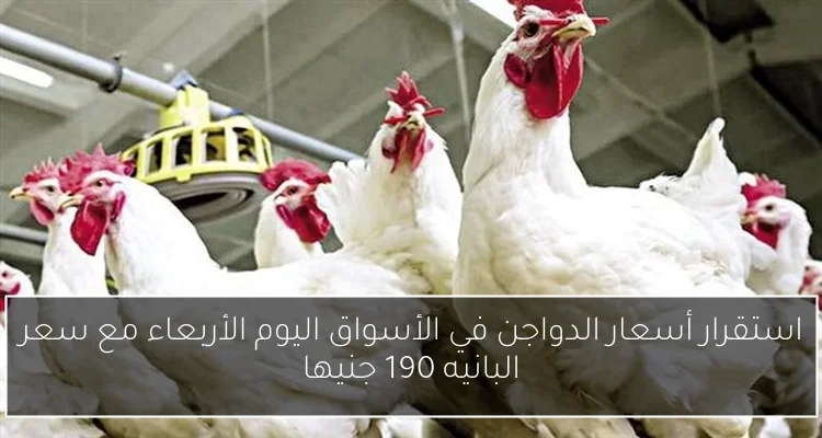 استقرار أسعار الدواجن في الأسواق اليوم الأربعاء مع سعر البانيه 190 جنيها