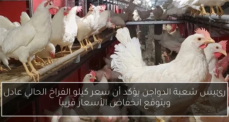 رئيس شعبة الدواجن يؤكد أن سعر كيلو الفراخ الحالي عادل ويتوقع انخفاض الأسعار قريباً
