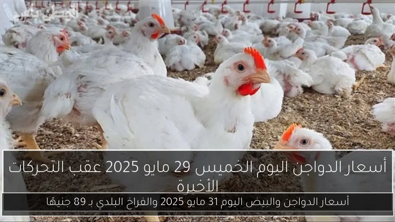أسعار الدواجن والبيض اليوم 31 مايو 2025 والفراخ البلدي بـ 89 جنيهًا