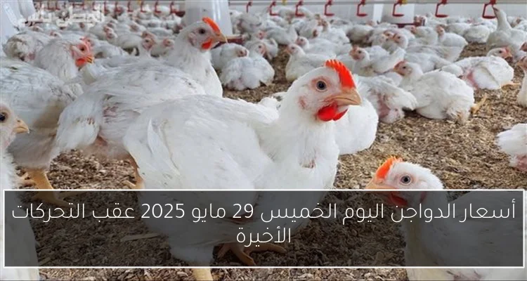 أسعار الدواجن اليوم الخميس 29 مايو 2025 عقب التحركات الأخيرة