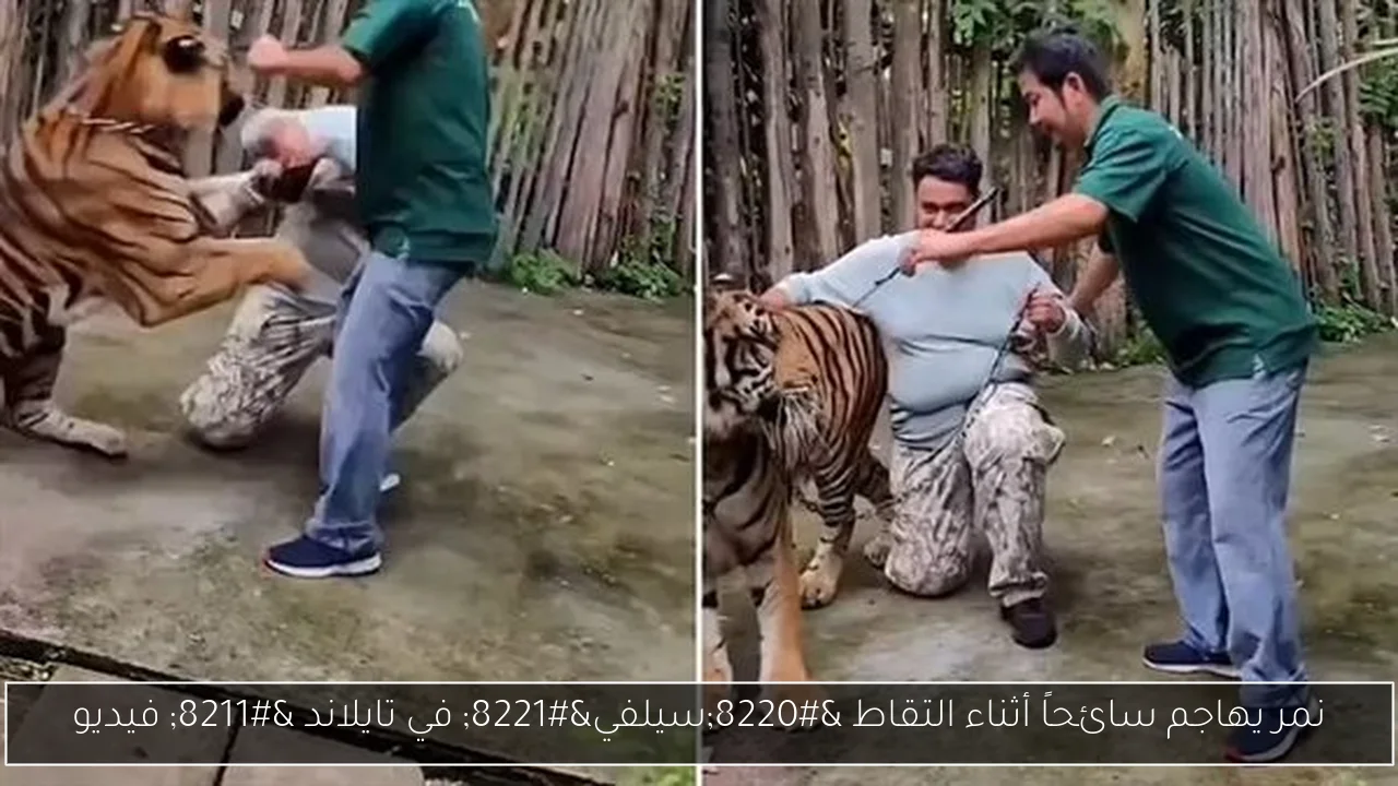 نمر يهاجم سائحاً أثناء التقاط “سيلفي” في تايلاند – فيديو