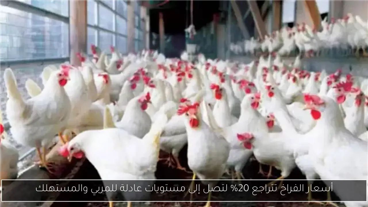 أسعار الفراخ تتراجع 20% لتصل إلى مستويات عادلة للمربي والمستهلك