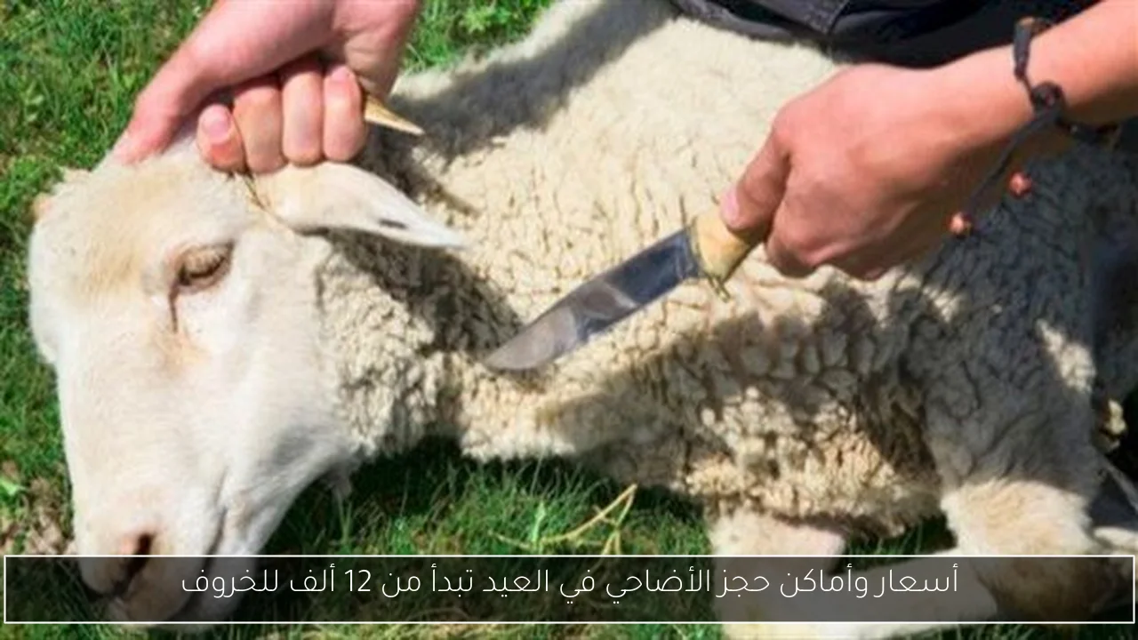 أسعار وأماكن حجز الأضاحي في العيد تبدأ من 12 ألف للخروف