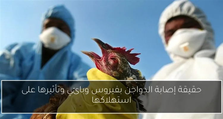حقيقة إصابة الدواجن بفيروس وبائي وتأثيرها على استهلاكها