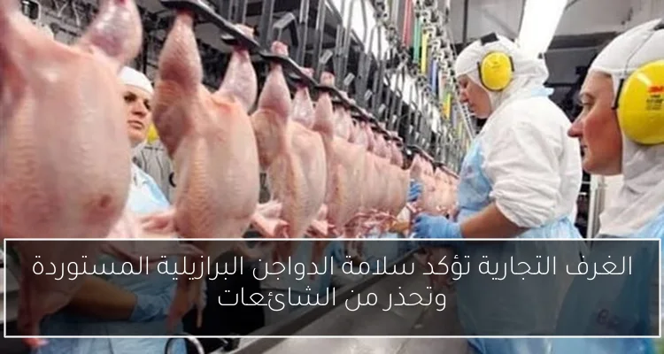 الغرف التجارية تؤكد سلامة الدواجن البرازيلية المستوردة وتحذر من الشائعات
