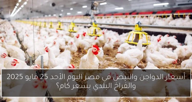 أسعار الدواجن والبيض في مصر اليوم الأحد 25 مايو 2025 والفراخ البلدي بسعر كام؟