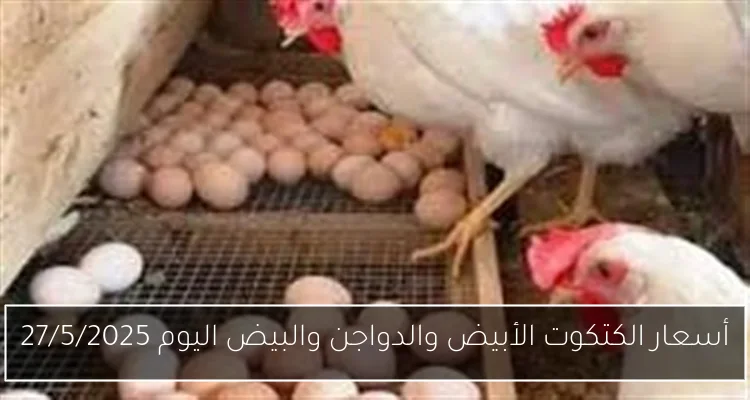 أسعار الكتكوت الأبيض والدواجن والبيض اليوم 27/5/2025