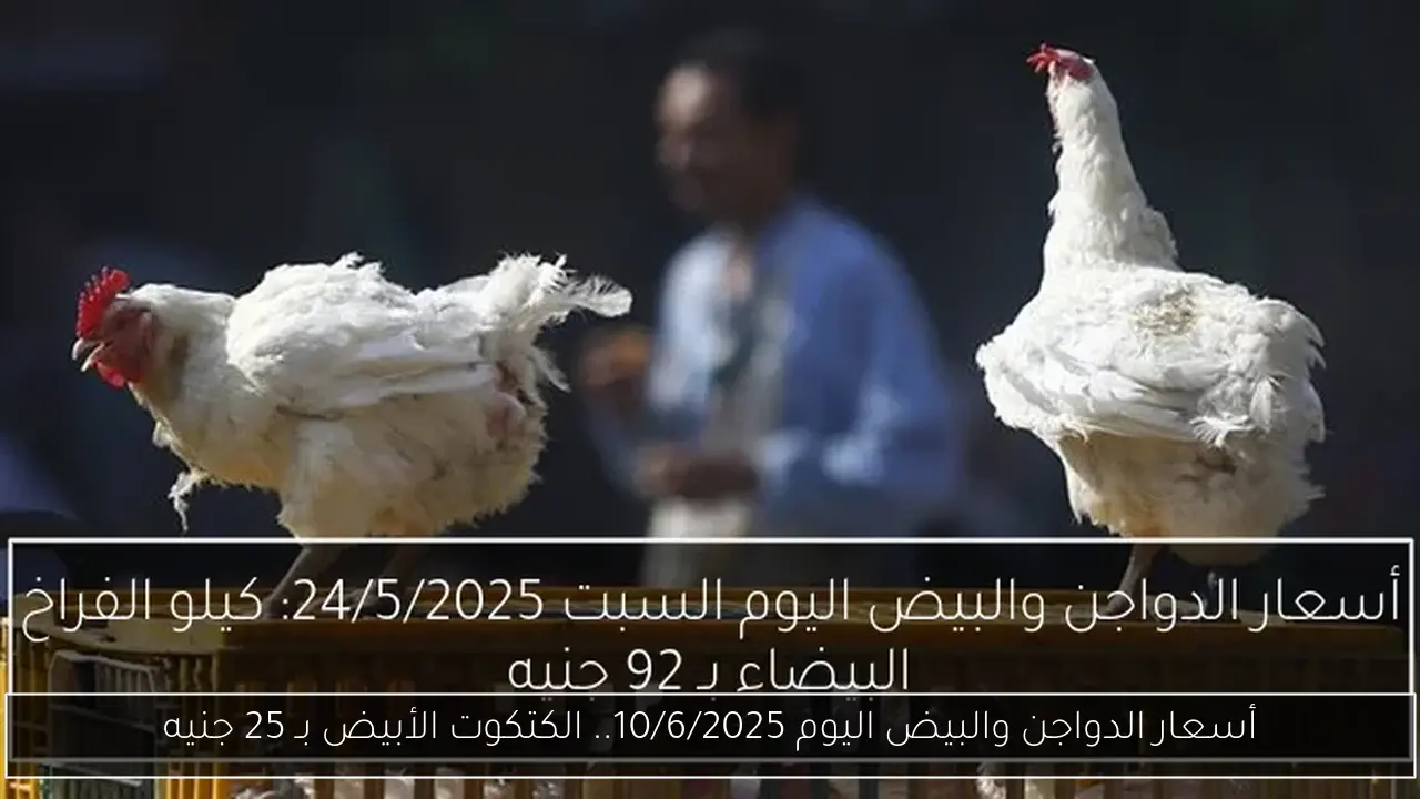 أسعار الدواجن والبيض اليوم 10/6/2025.. الكتكوت الأبيض بـ 25 جنيه