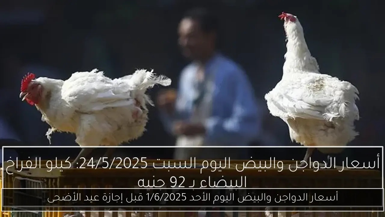 أسعار الدواجن والبيض اليوم الأحد 1/6/2025 قبل إجازة عيد الأضحى