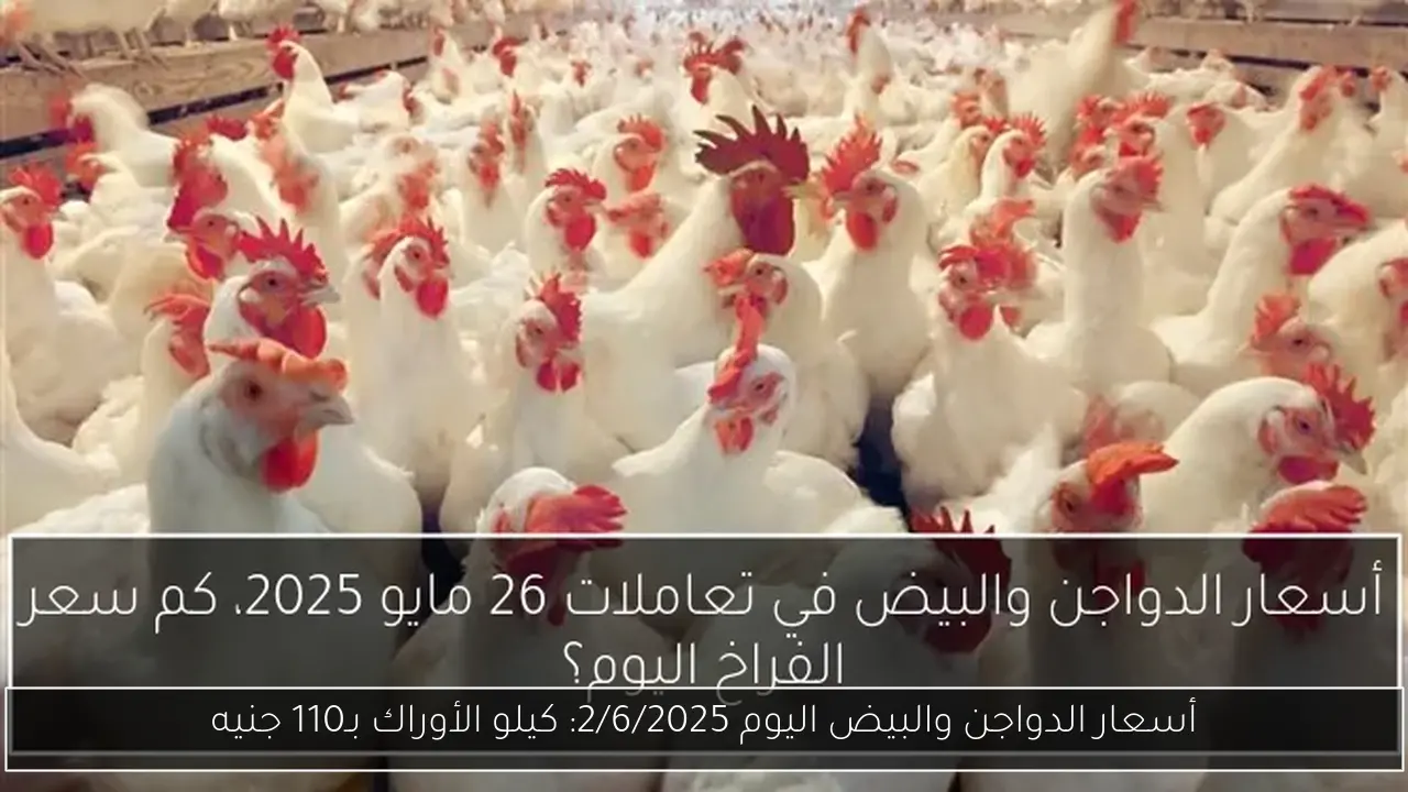 أسعار الدواجن والبيض اليوم 2/6/2025: كيلو الأوراك بـ110 جنيه
