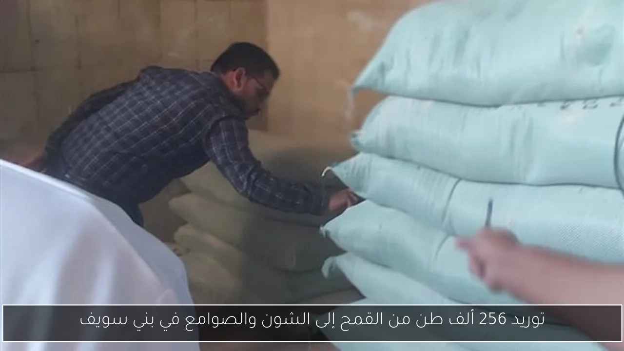 توريد 256 ألف طن من القمح إلى الشون والصوامع في بني سويف