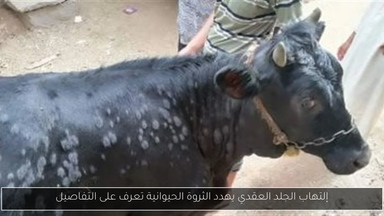 إلتهاب الجلد العقدي يهدد الثروة الحيوانية تعرف على التفاصيل