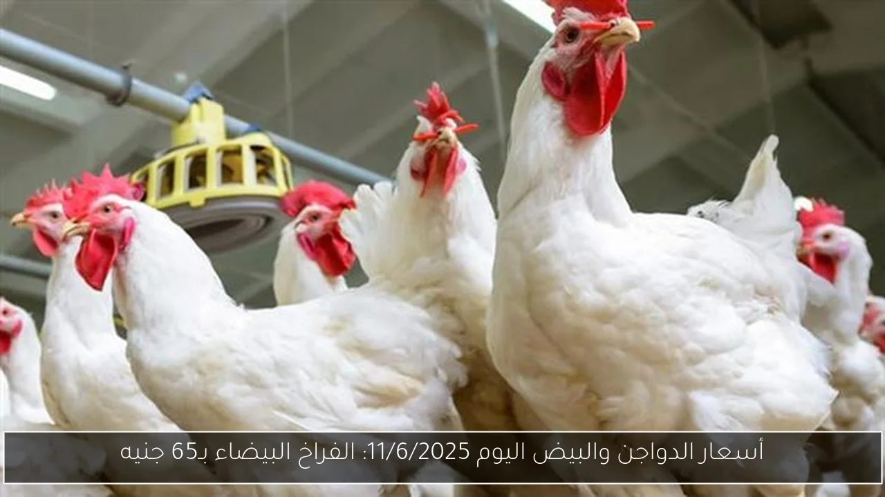 أسعار الدواجن والبيض اليوم 11/6/2025: الفراخ البيضاء بـ65 جنيه