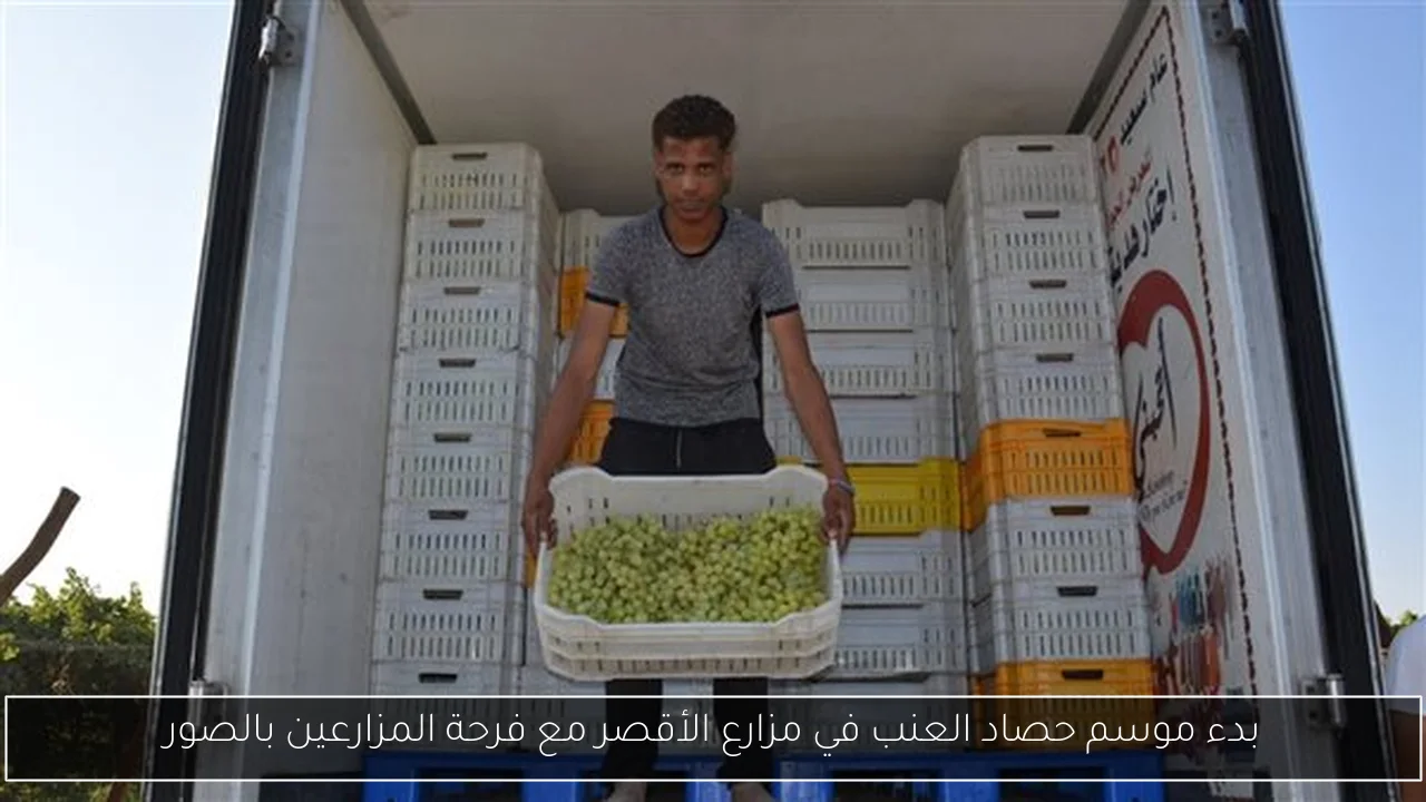 بدء موسم حصاد العنب في مزارع الأقصر مع فرحة المزارعين بالصور