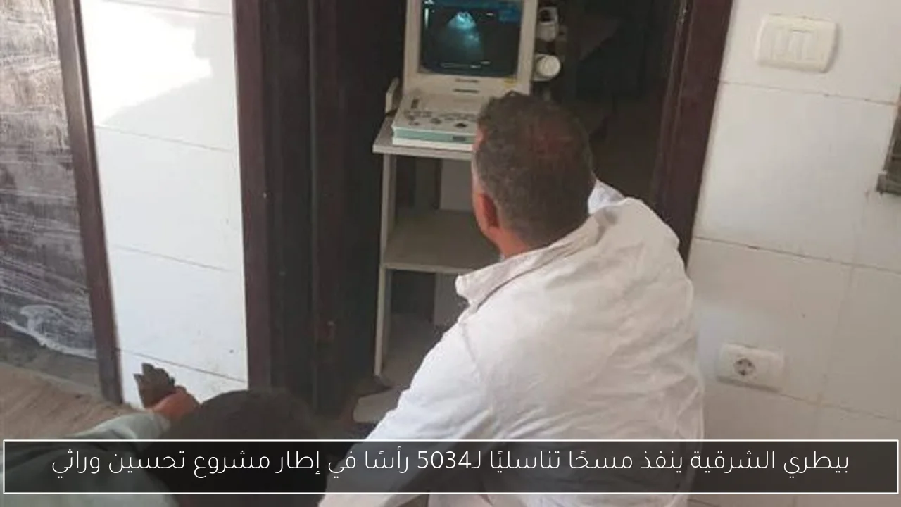بيطري الشرقية ينفذ مسحًا تناسليًا لـ5034 رأسًا في إطار مشروع تحسين وراثي