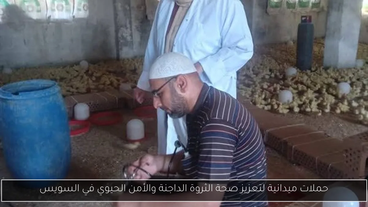 حملات ميدانية لتعزيز صحة الثروة الداجنة والأمن الحيوي في السويس