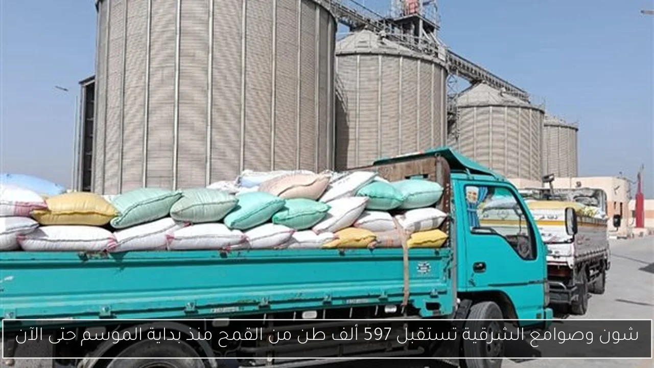 شون وصوامع الشرقية تستقبل 597 ألف طن من القمح منذ بداية الموسم حتى الآن