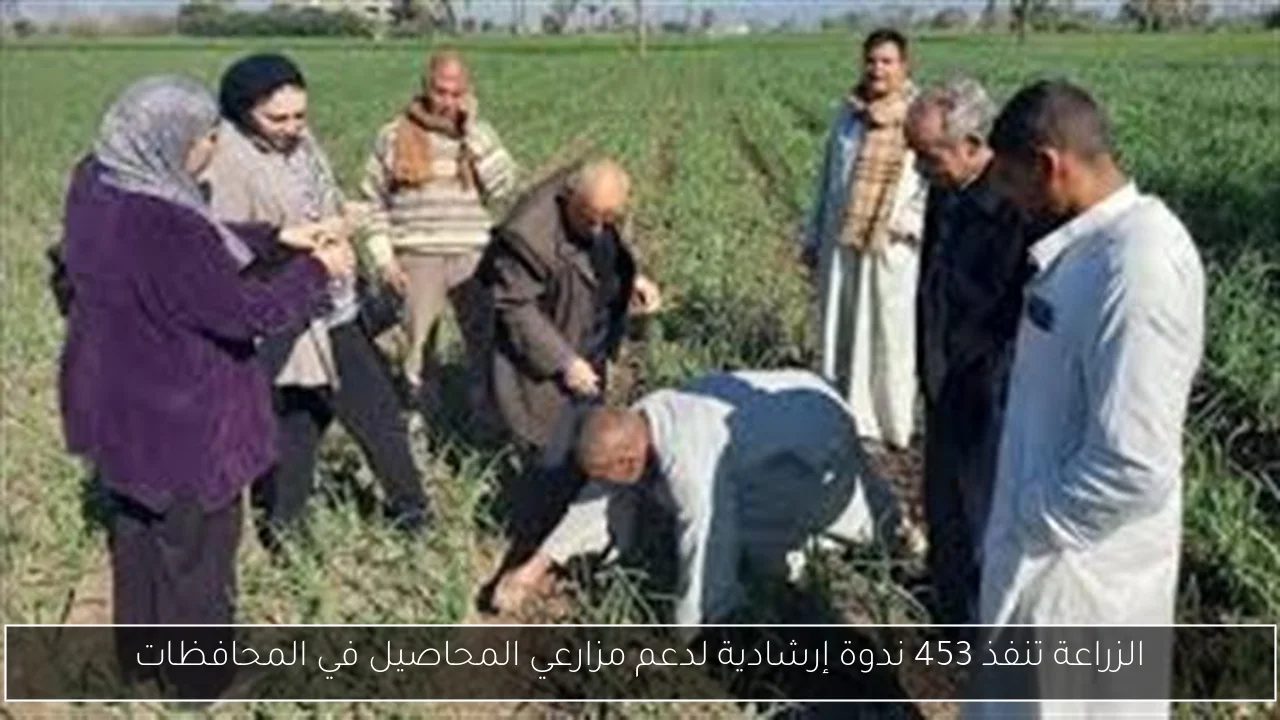 الزراعة تنفذ 453 ندوة إرشادية لدعم مزارعي المحاصيل في المحافظات