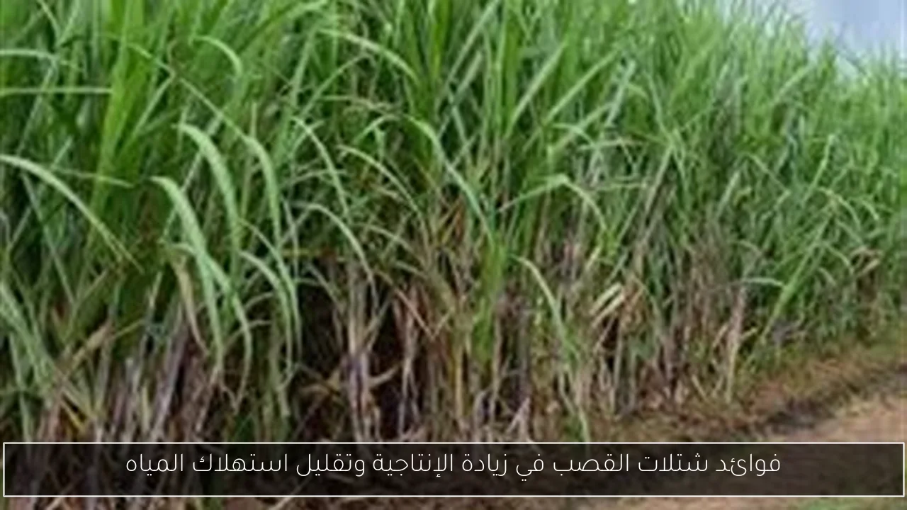 فوائد شتلات القصب في زيادة الإنتاجية وتقليل استهلاك المياه