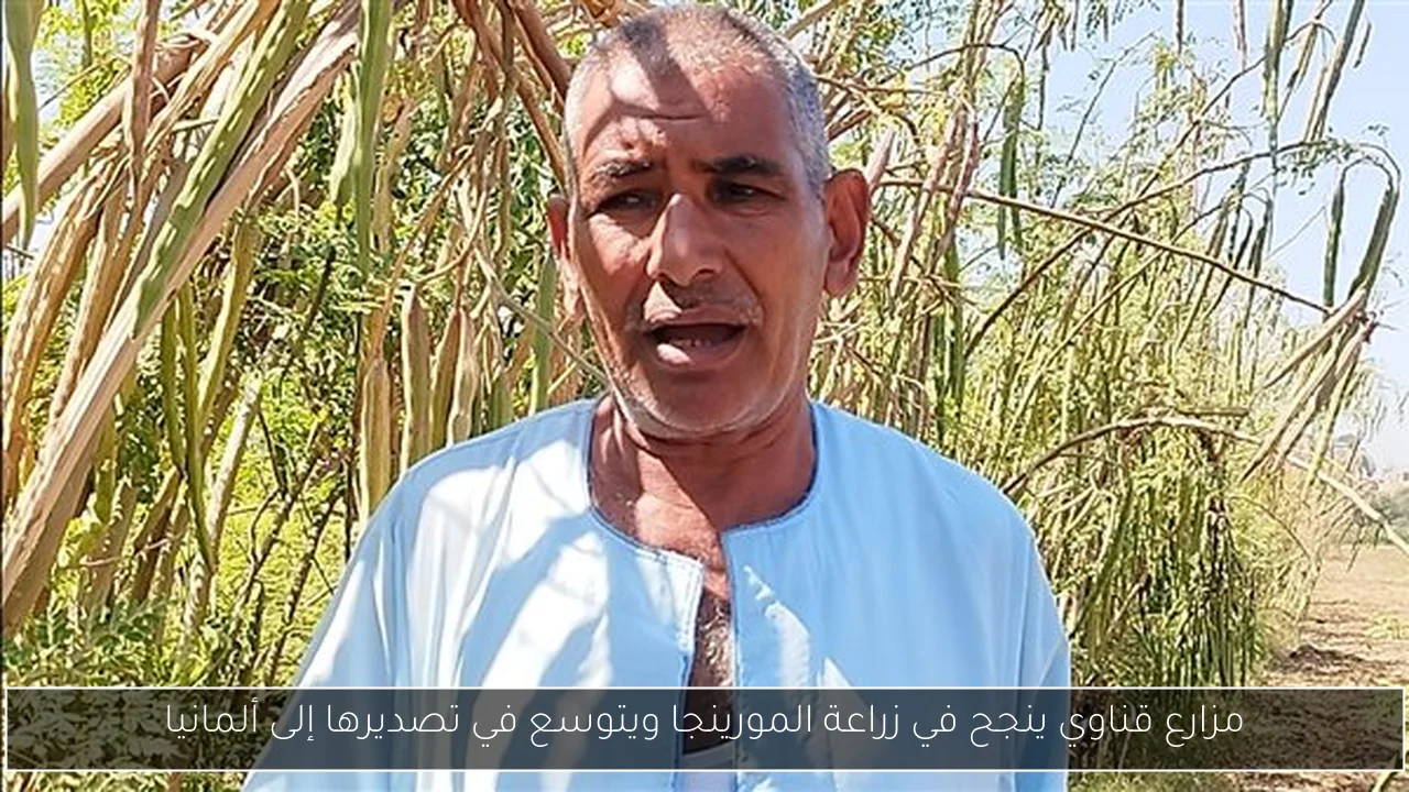 مزارع قناوي ينجح في زراعة المورينجا ويتوسع في تصديرها إلى ألمانيا