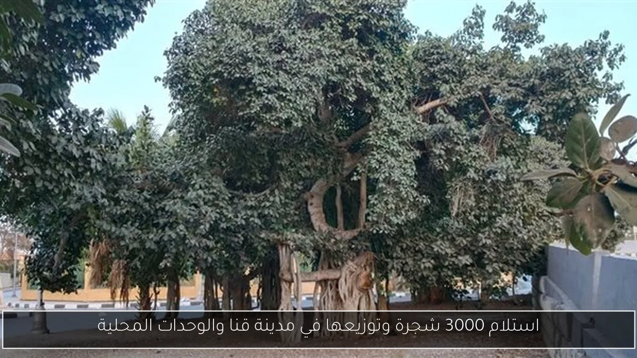 استلام 3000 شجرة وتوزيعها في مدينة قنا والوحدات المحلية