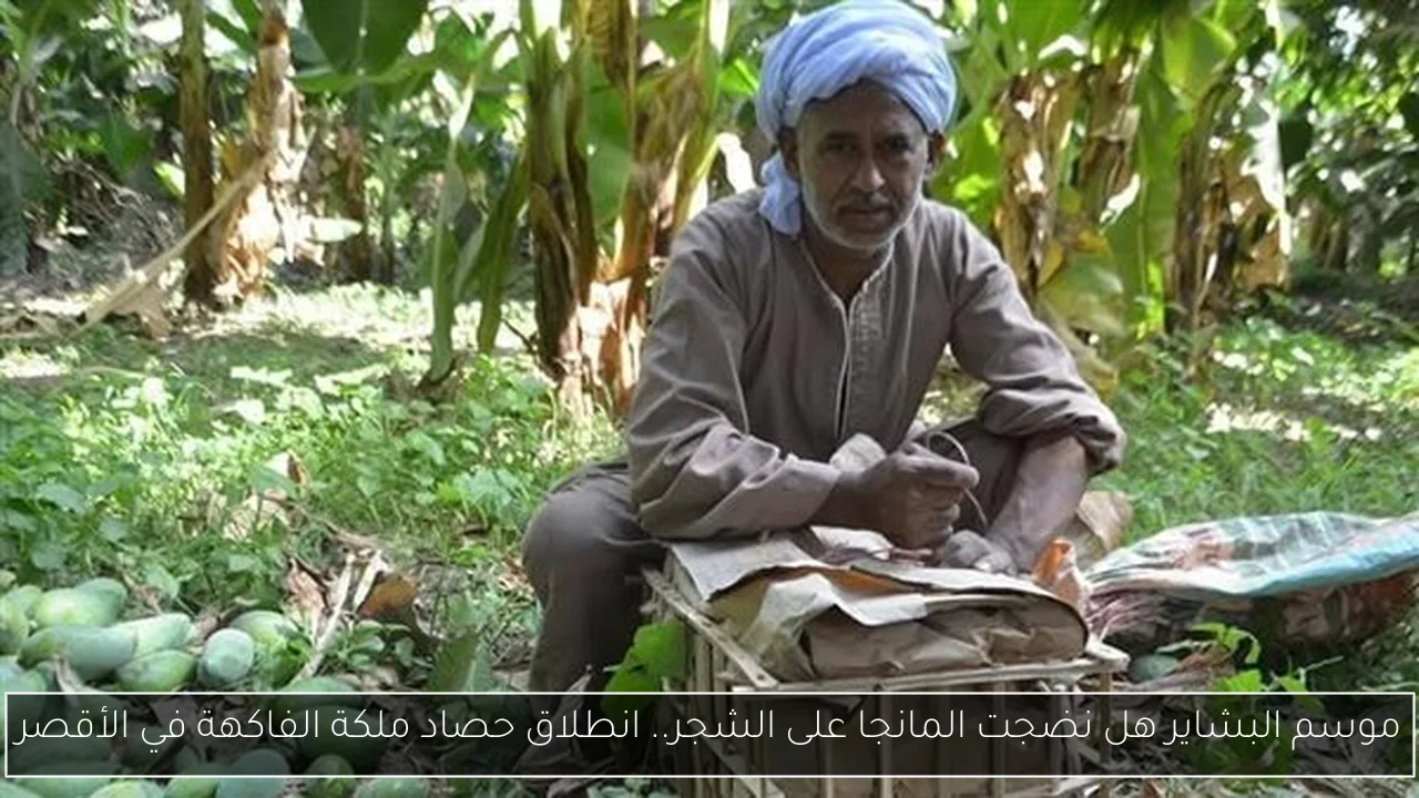 موسم البشاير هل نضجت المانجا على الشجر.. انطلاق حصاد ملكة الفاكهة في الأقصر