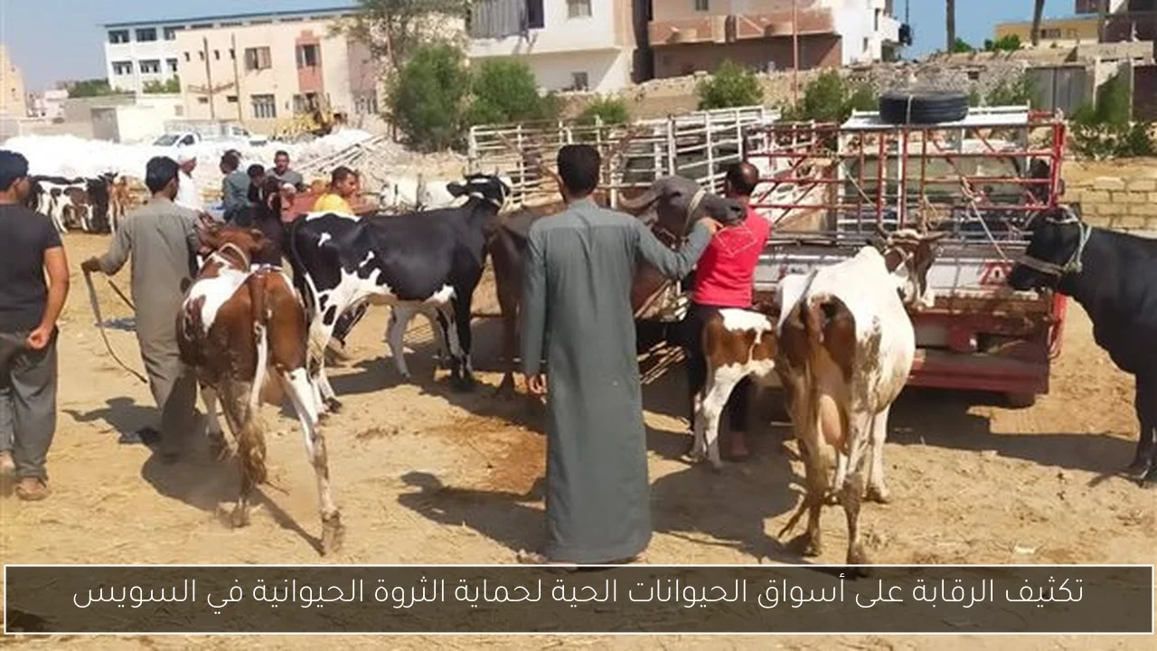 تكثيف الرقابة على أسواق الحيوانات الحية لحماية الثروة الحيوانية في السويس