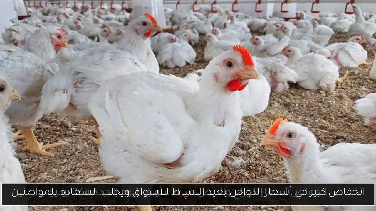 انخفاض كبير في أسعار الدواجن يعيد النشاط للأسواق ويجلب السعادة للمواطنين