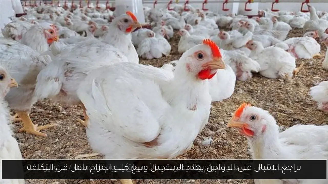 تراجع الإقبال على الدواجن يهدد المنتجين وبيع كيلو الفراخ بأقل من التكلفة