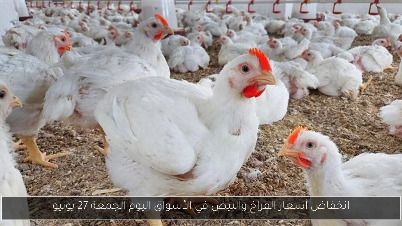 انخفاض أسعار الفراخ والبيض في الأسواق اليوم الجمعة 27 يونيو