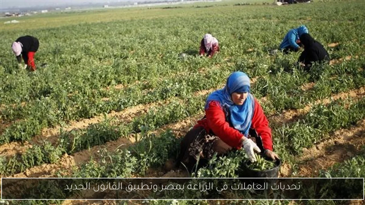 تحديات العاملات في الزراعة بمصر وتطبيق القانون الجديد