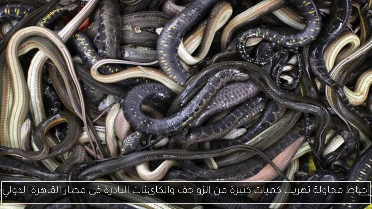 إحباط محاولة تهريب كميات كبيرة من الزواحف والكائنات النادرة في مطار القاهرة الدولي