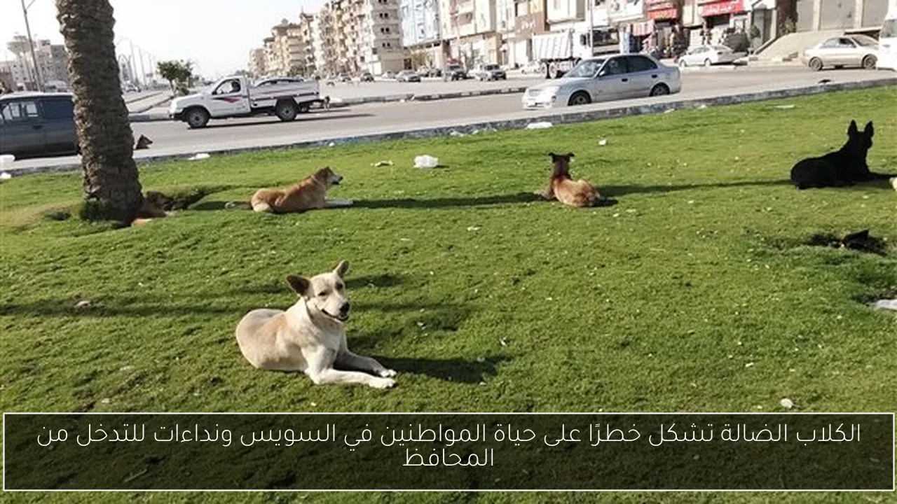 الكلاب الضالة تشكل خطرًا على حياة المواطنين في السويس ونداءات للتدخل من المحافظ