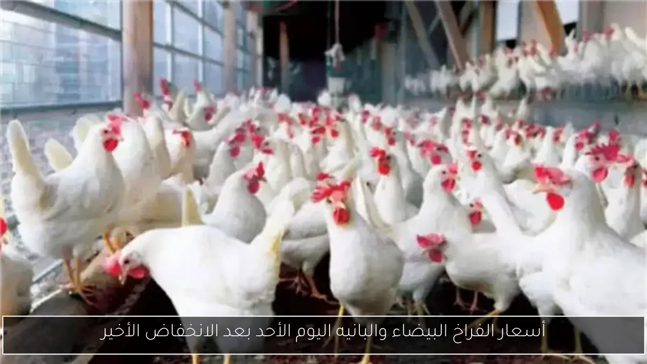 أسعار الفراخ البيضاء والبانيه اليوم الأحد بعد الانخفاض الأخير