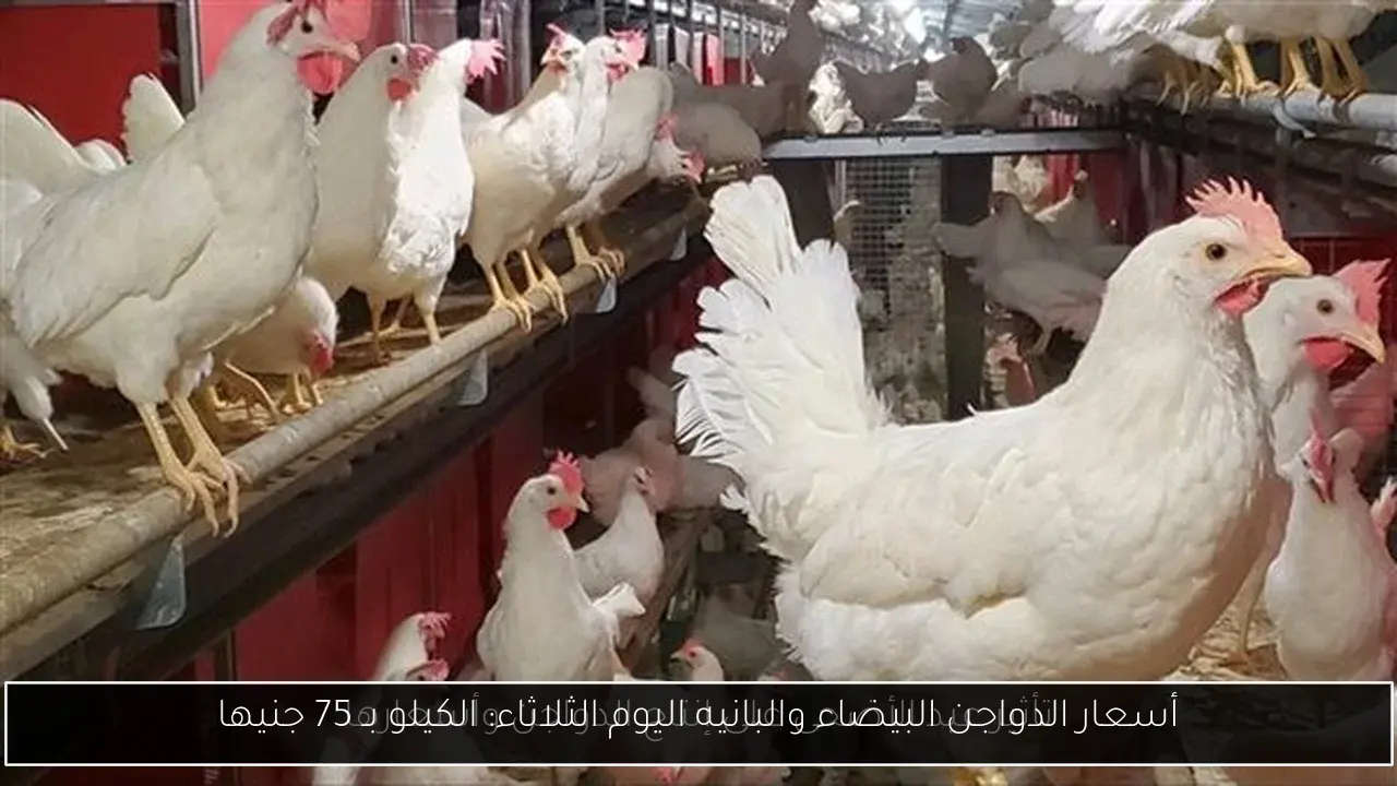 أسعار الدواجن البيضاء والبانيه اليوم الثلاثاء: الكيلو بـ 75 جنيها