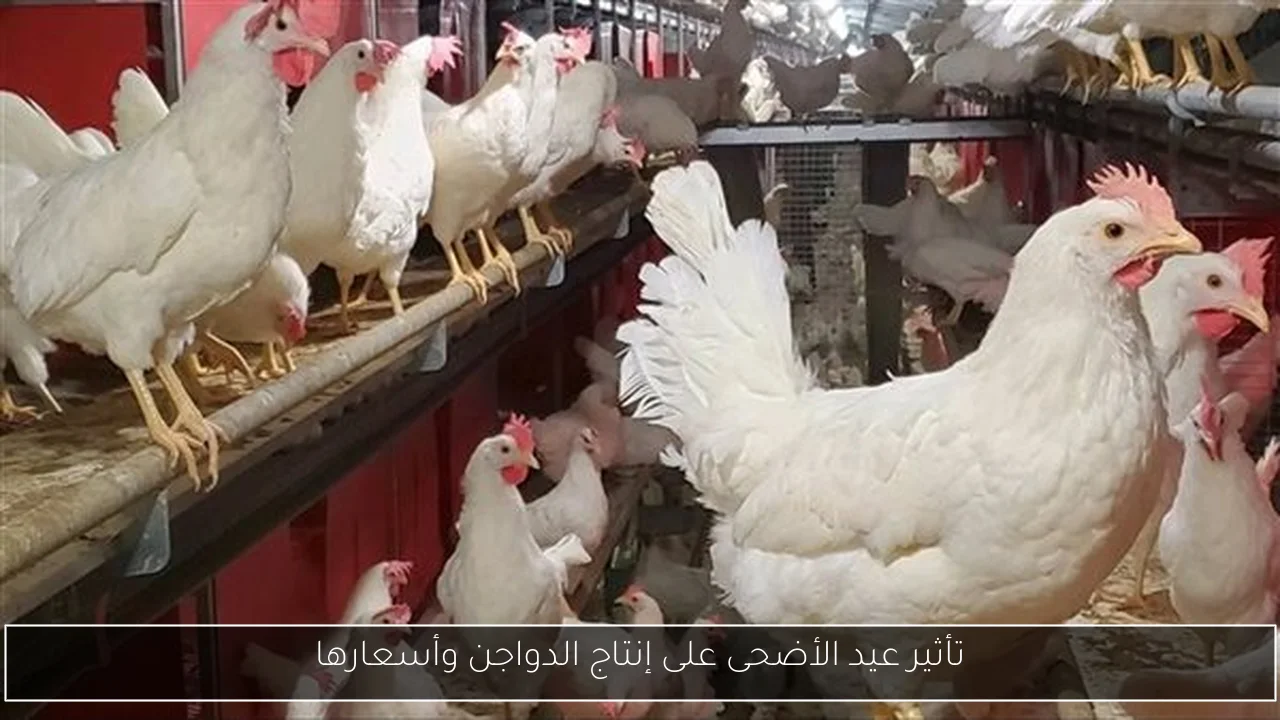 تأثير عيد الأضحى على إنتاج الدواجن وأسعارها