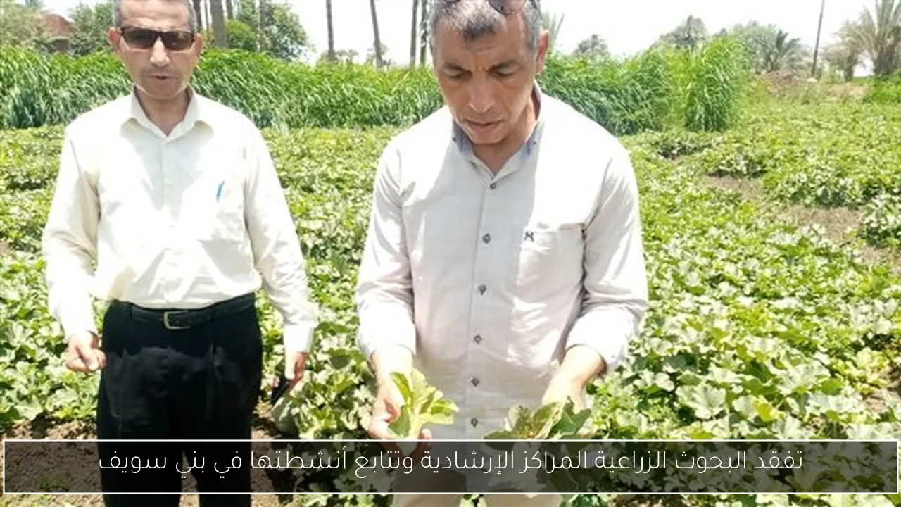تفقد البحوث الزراعية المراكز الإرشادية وتتابع أنشطتها في بني سويف