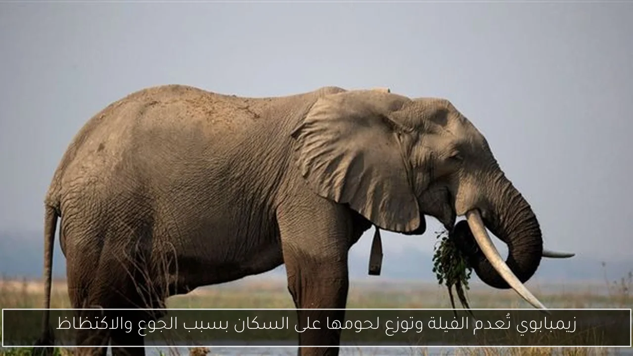 زيمبابوي تُعدم الفيلة وتوزع لحومها على السكان بسبب الجوع والاكتظاظ