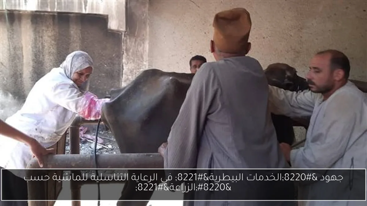 جهود “الخدمات البيطرية” في الرعاية التناسلية للماشية حسب “الزراعة”