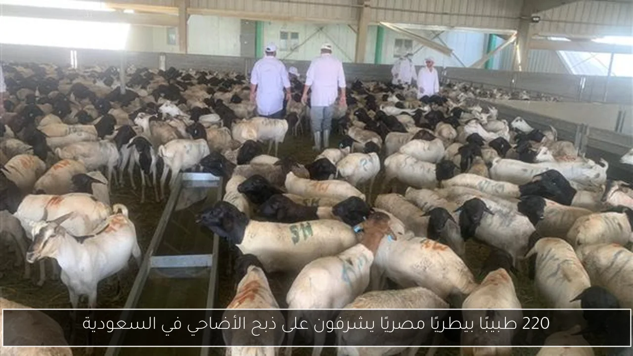 220 طبيبًا بيطريًا مصريًا يشرفون على ذبح الأضاحي في السعودية