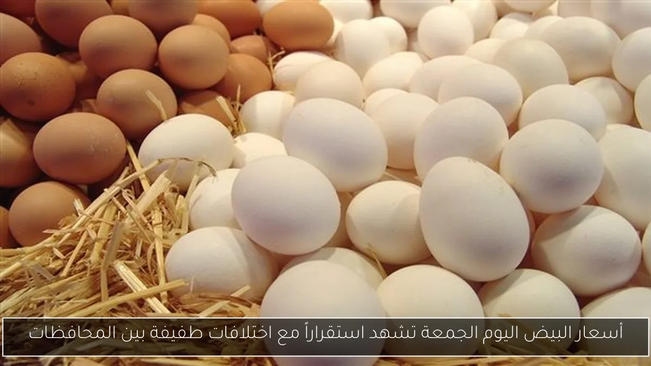 أسعار البيض اليوم الجمعة تشهد استقراراً مع اختلافات طفيفة بين المحافظات
